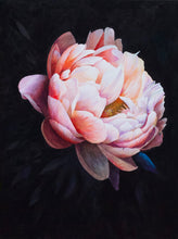 Load image into Gallery viewer, Pink Peony on Black Background - Print