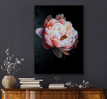 Load image into Gallery viewer, Pink Peony on Black Background - Print
